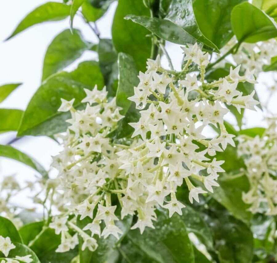 Cestrum Nocturnum