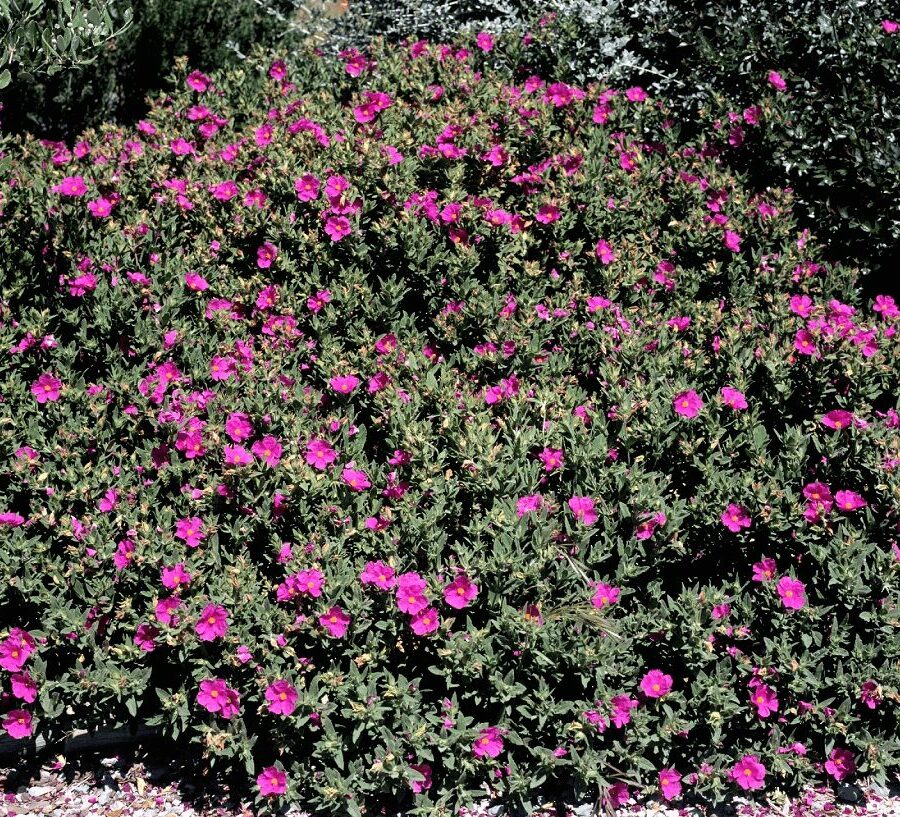 Cistus - Ciste