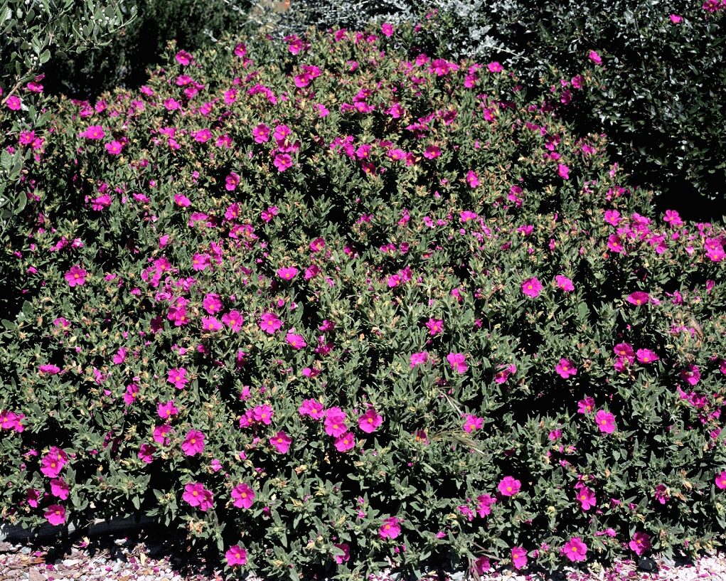 Cistus - Ciste