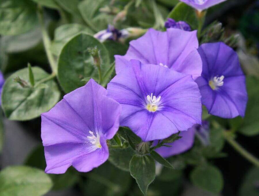 Convolvulus