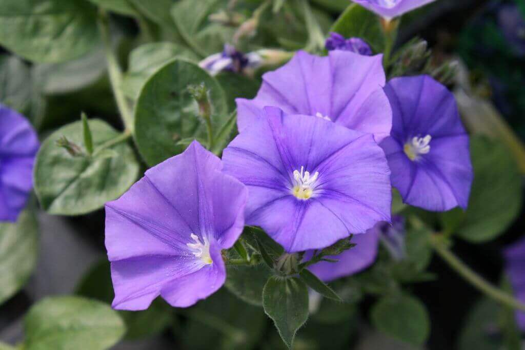Convolvulus