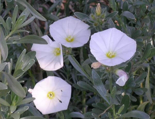 Convolvulus – Image 2