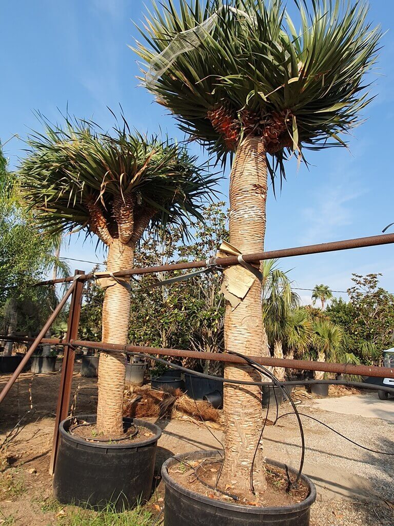 Dracaena Cordyline DRACO – Image 2