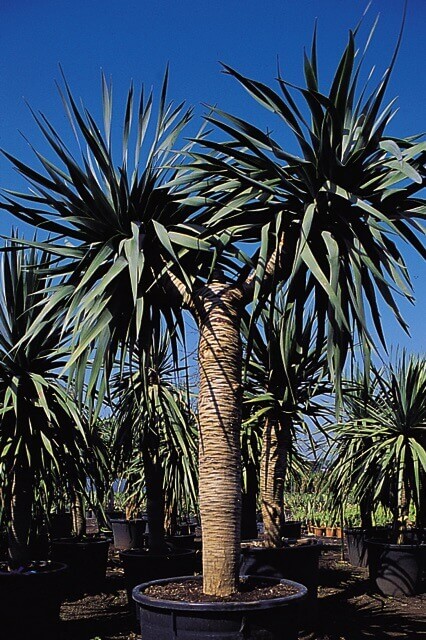 Dracaena Cordyline DRACO