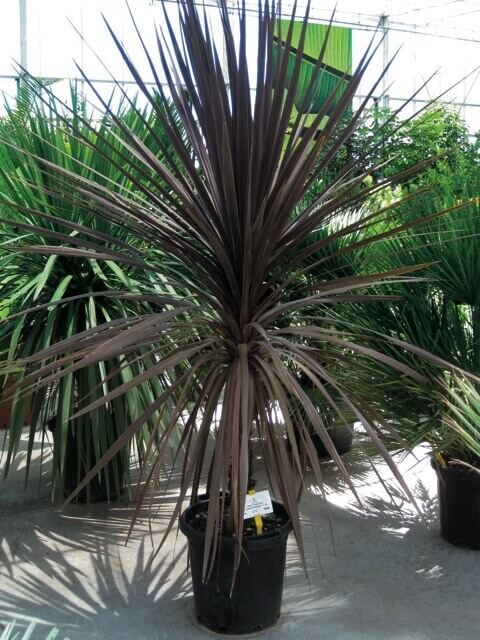 Dracaena Cordyline ROUGE – Image 2