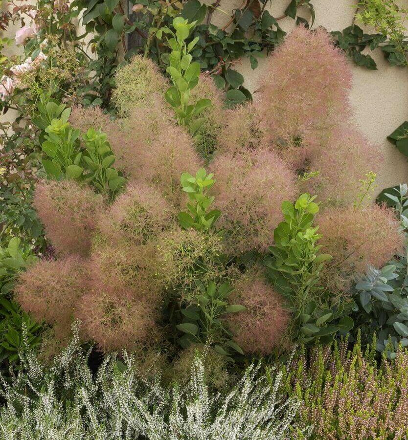 Cotinus - Arbre à Perruques