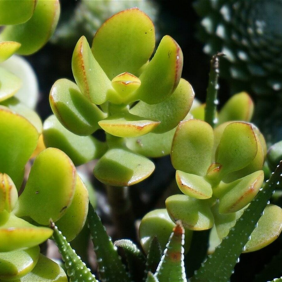Crassula
