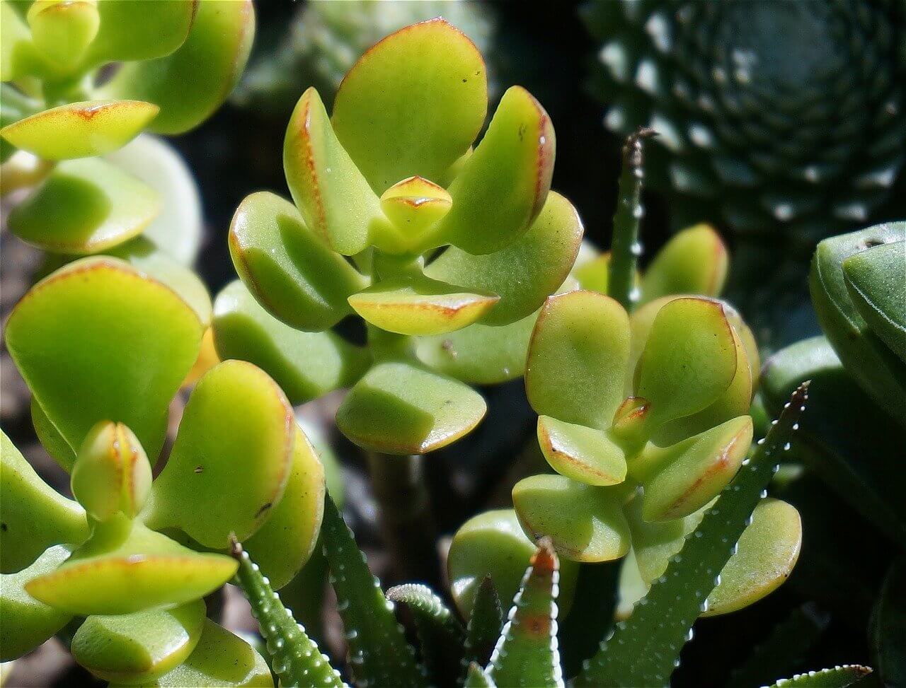 Crassula
