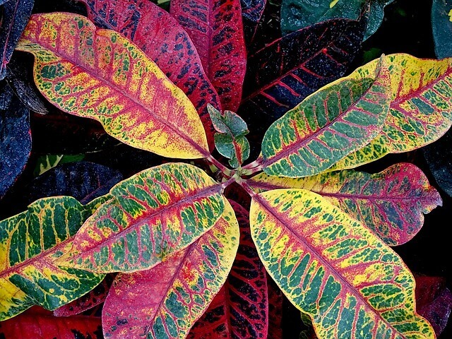 Croton Excellent Touffe