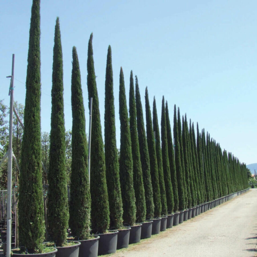 Cyprès Florentin - Cupressocyparis Sempervirens Pyramidalis