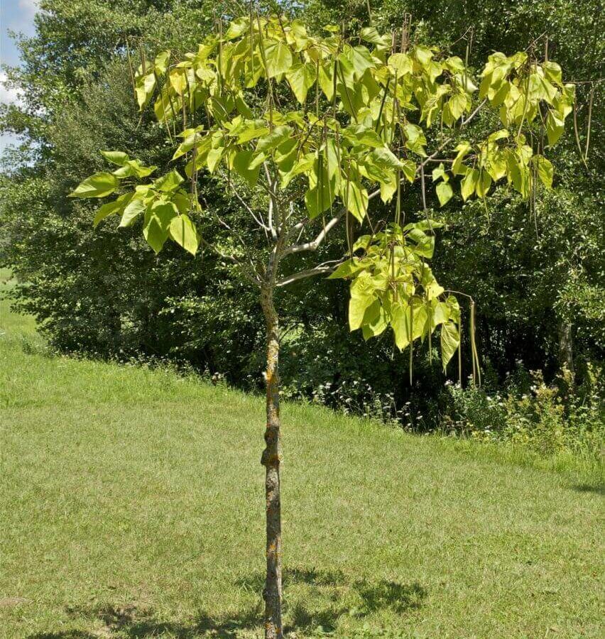 Catalpa Bignonioides Commun