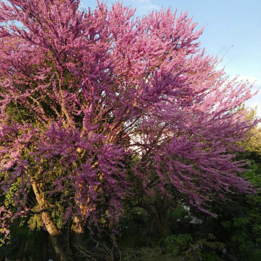 Arbre de Judée - Cercis Siliquastrum