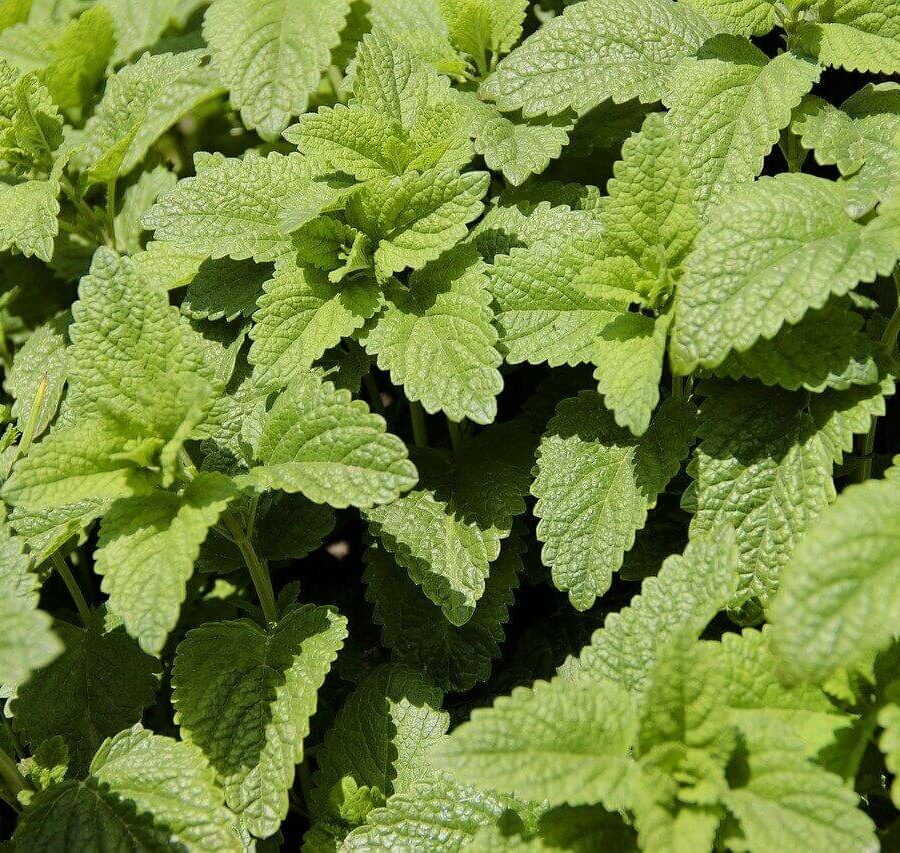 Citronnelle