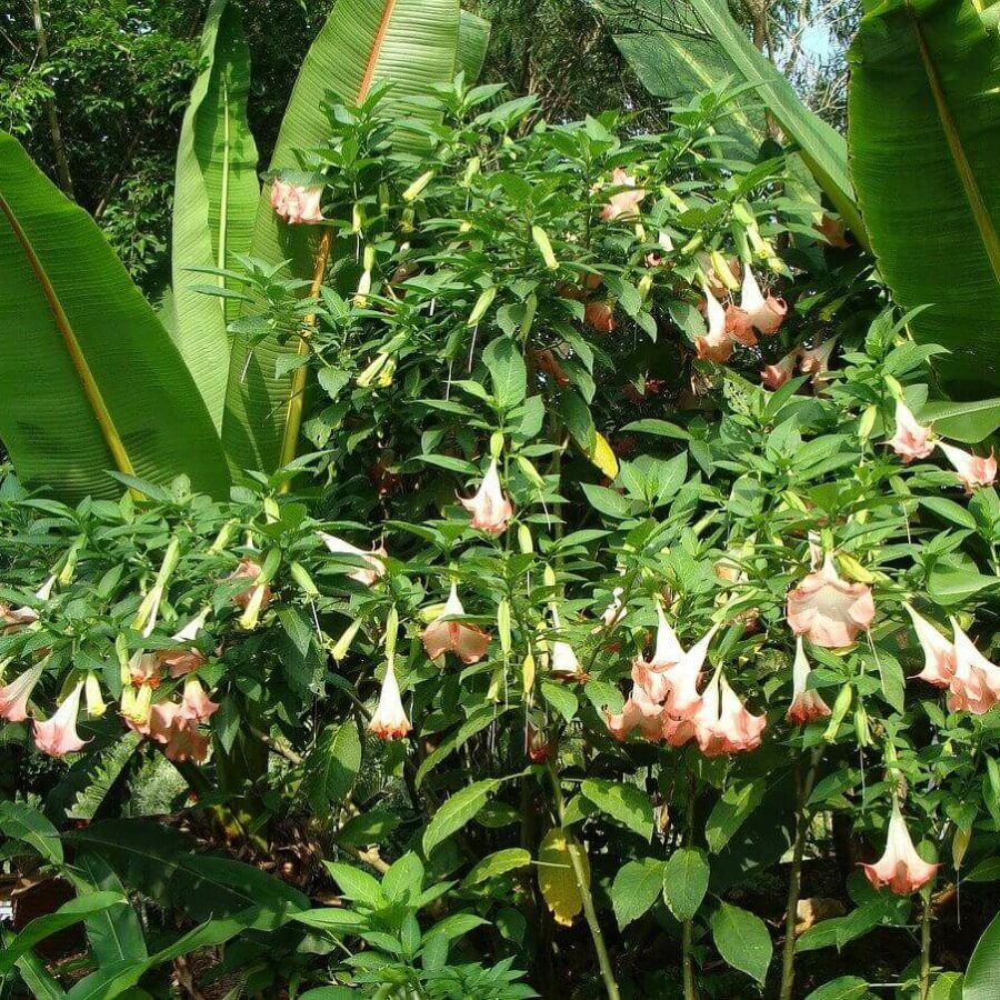 Datura