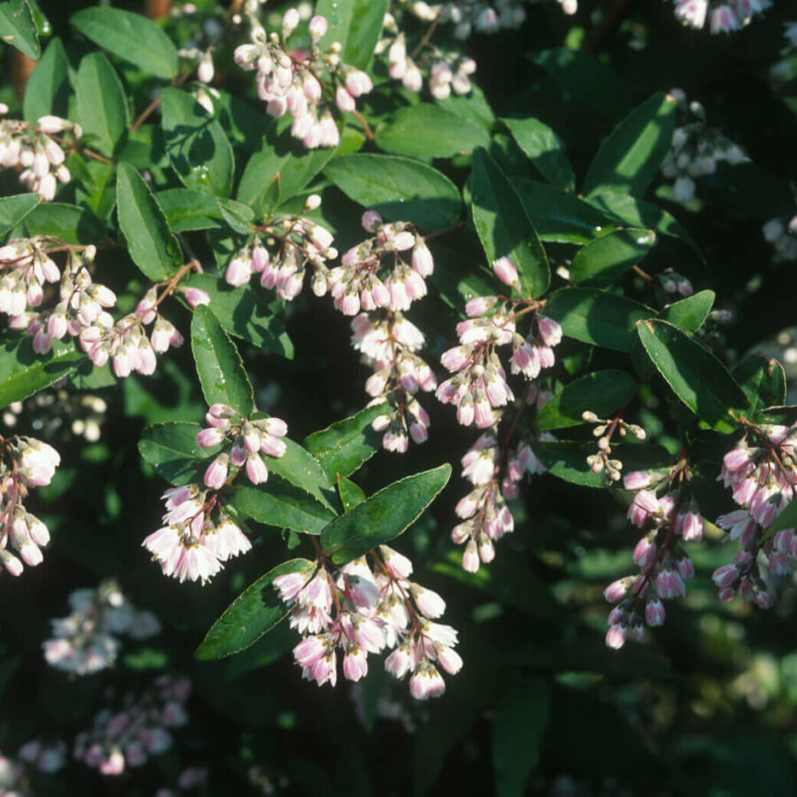 Deutzia