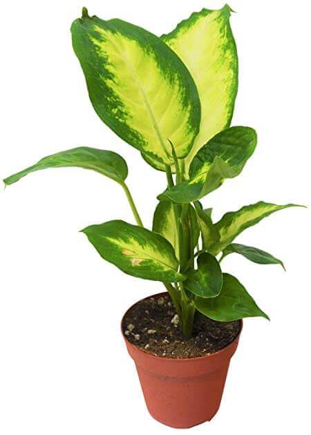 Dieffenbachia