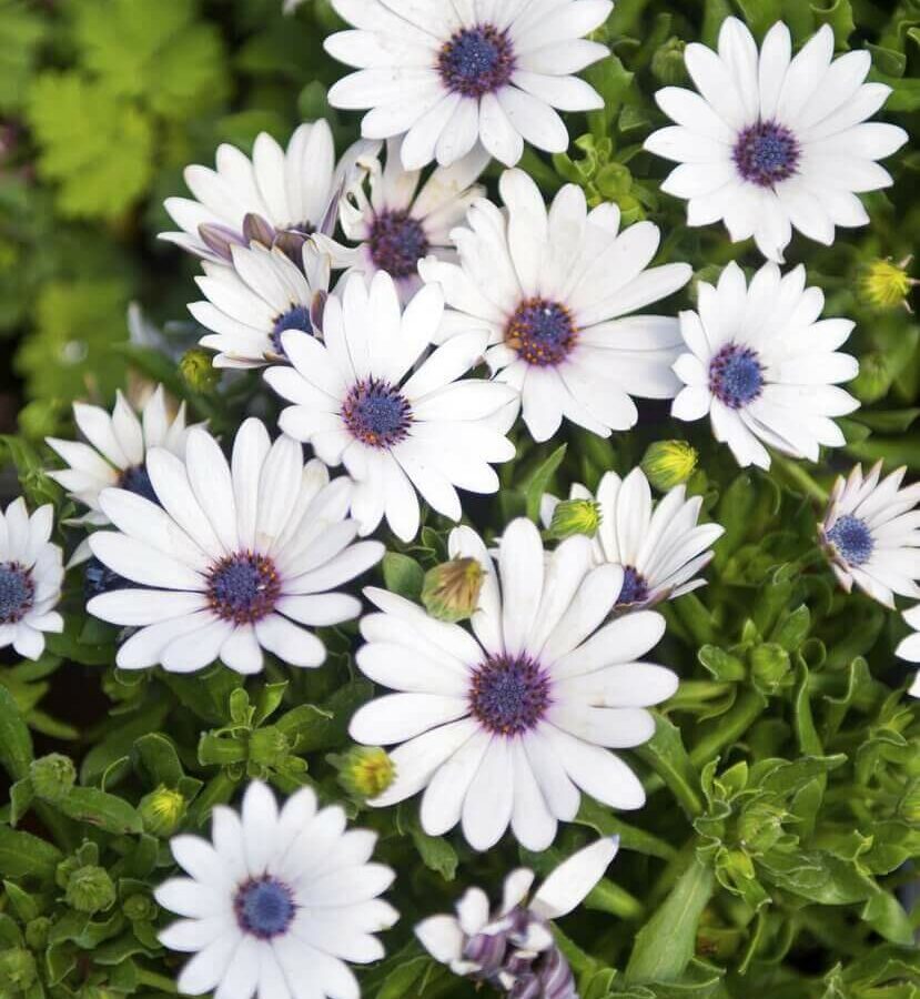 Dimorphoteca Rampant