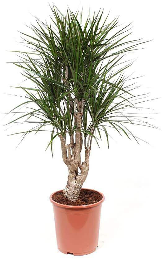 Dacaena Marginata