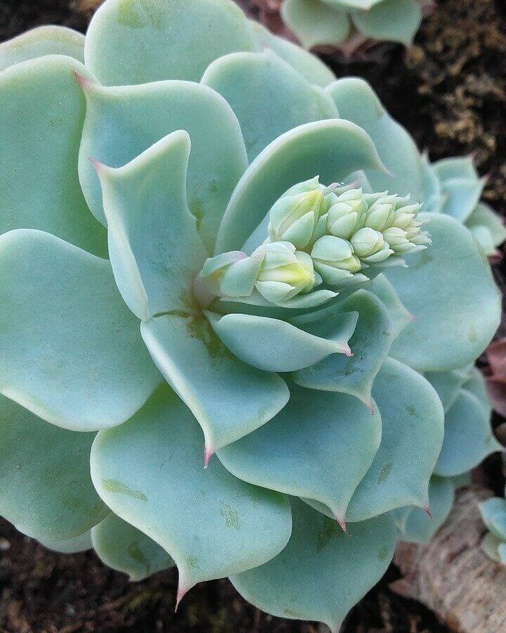 Echeveria