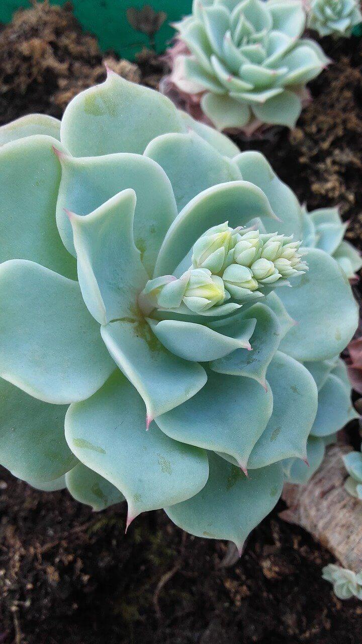 Echeveria
