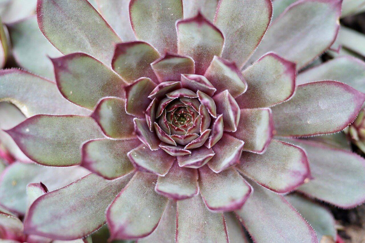 Echeveria – Image 2