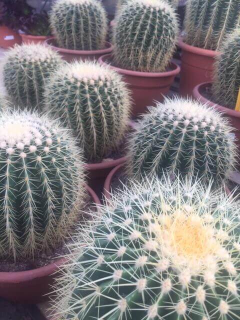 Echinocactus