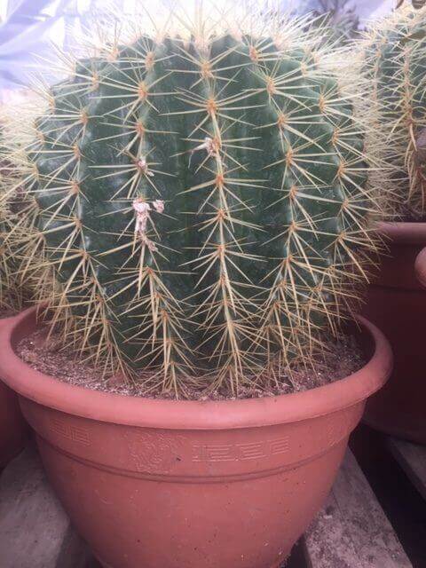 Echinocactus – Image 2