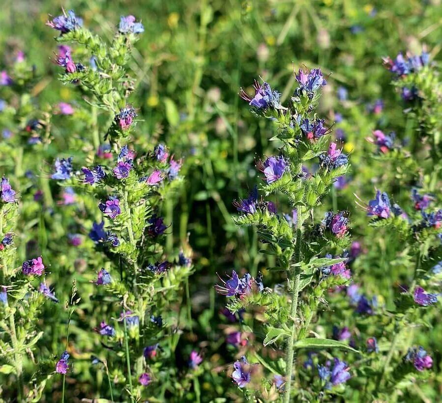 Echium