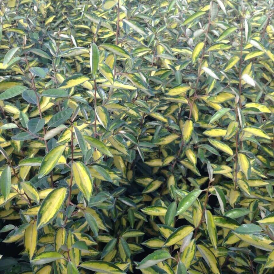 Elaeagnus - Limelight Panaché