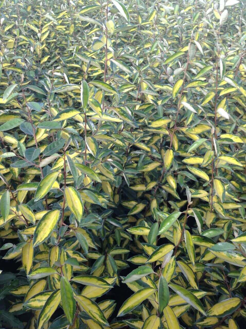 Elaeagnus - Limelight Panaché
