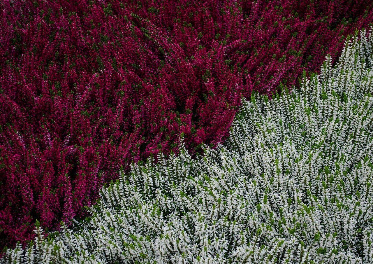 Erica Multiflora - Bruyère Méditerranée – Image 2
