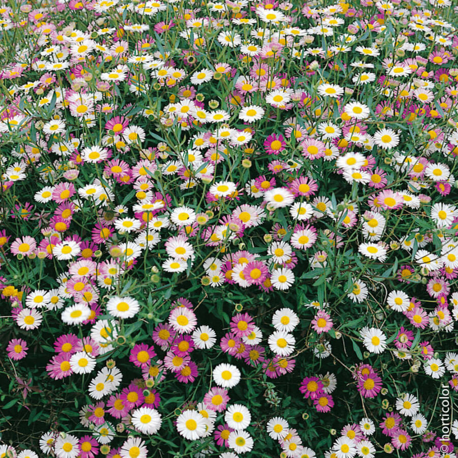 Erigeron (Vittadenia)