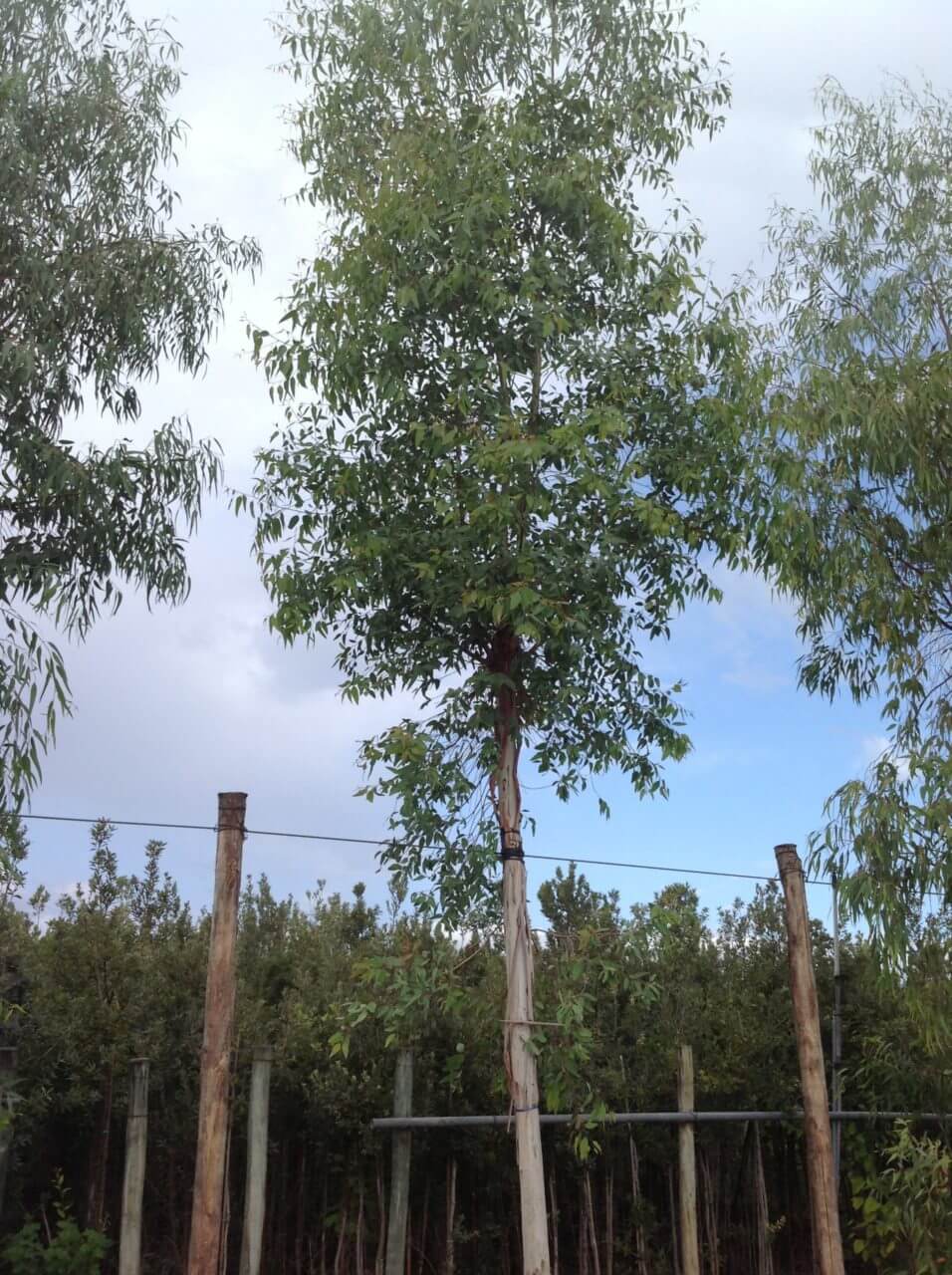 Eucalyptus Tige – Image 2