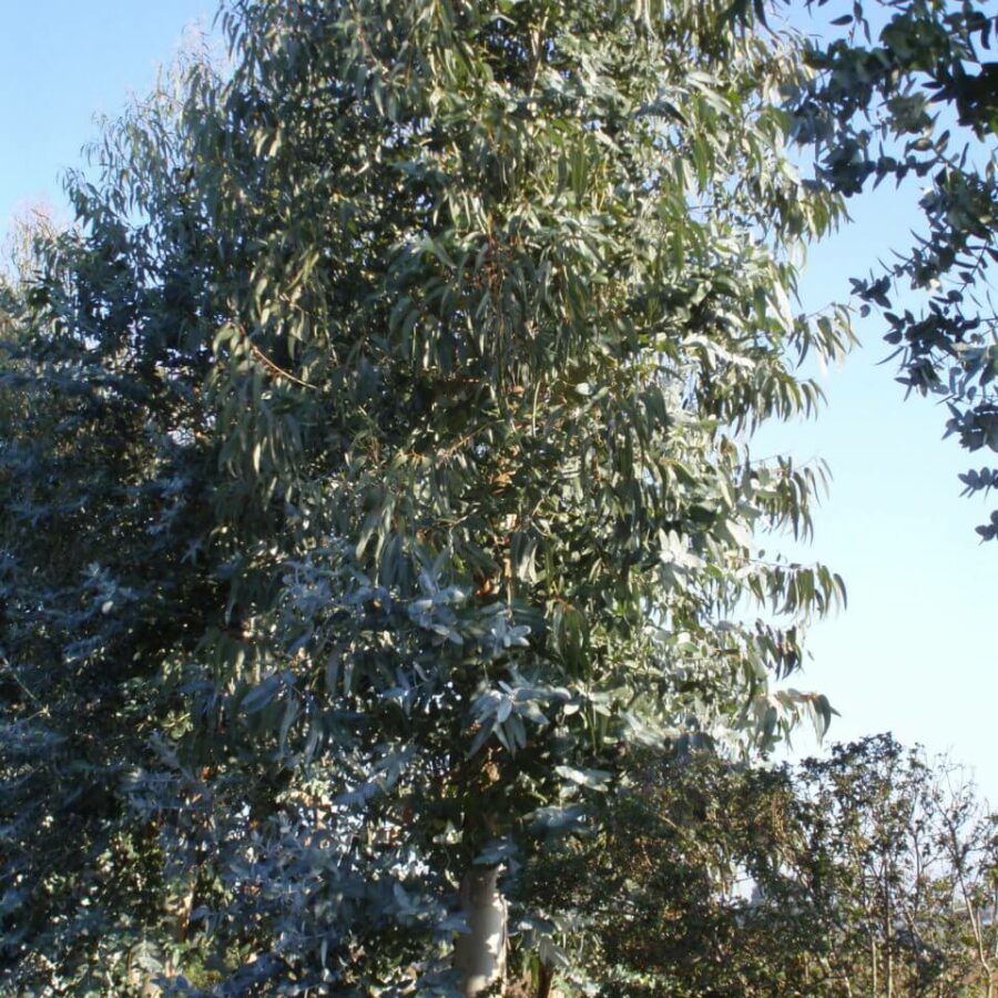 Eucalyptus Tige
