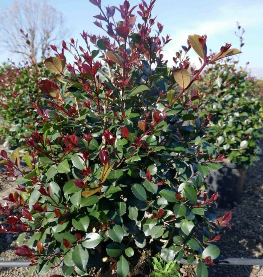 Eugenia Myrtifolia