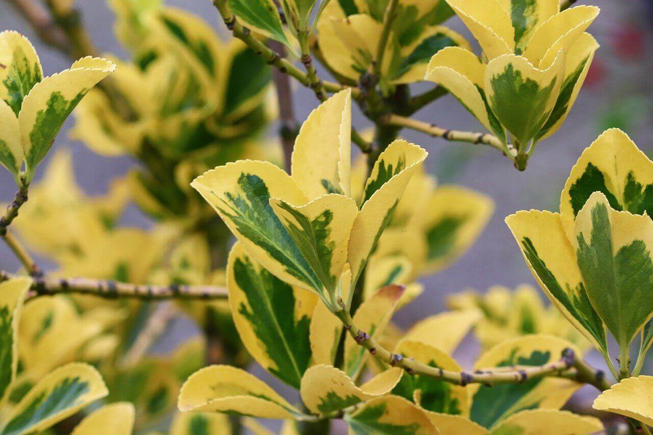 Euonymus Japonicus – Image 2