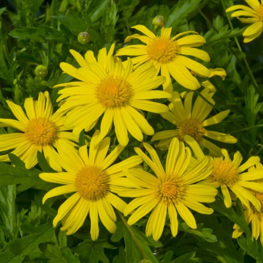 Euryops