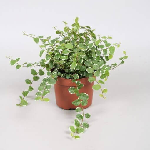 Ficus Repens
