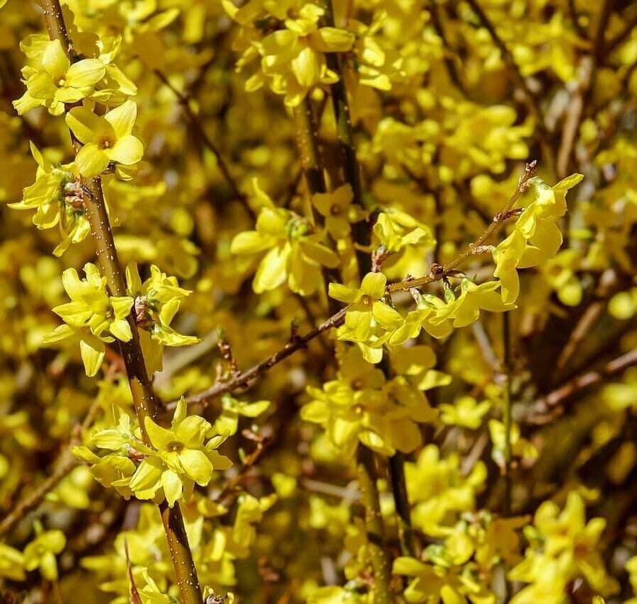 Forsythia