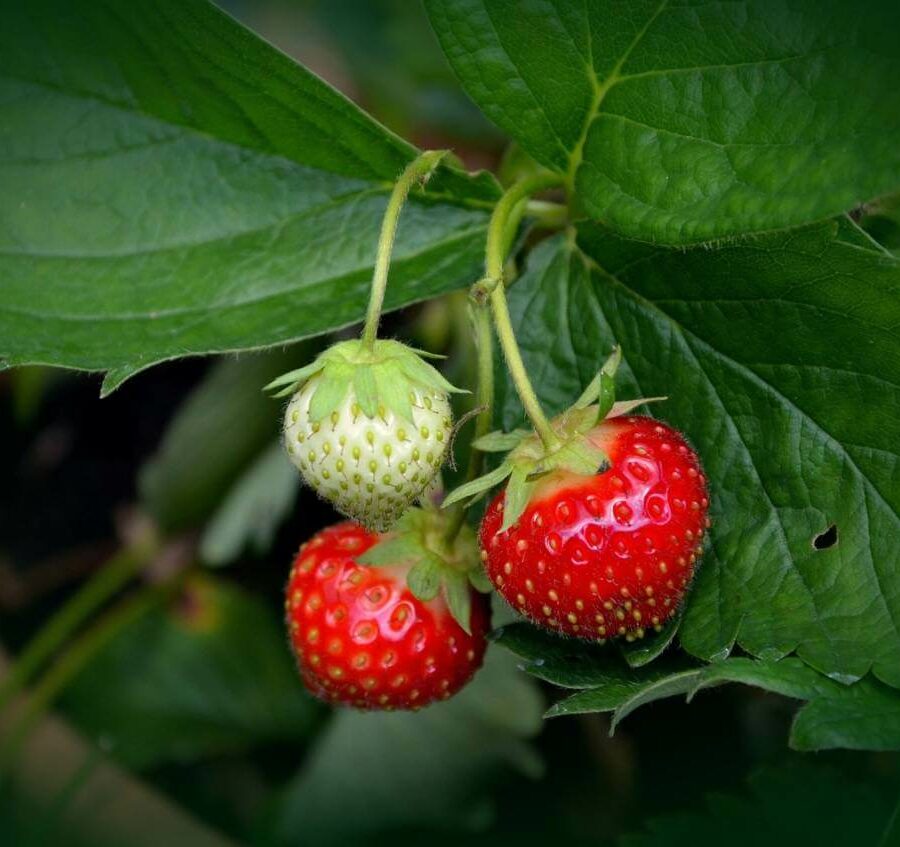 Fraisiers Variés