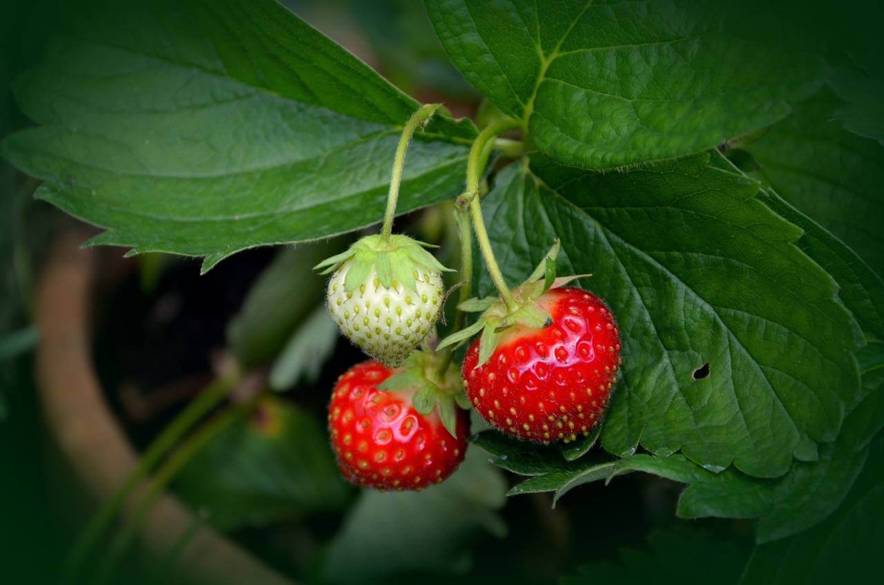 Fraisiers Variés