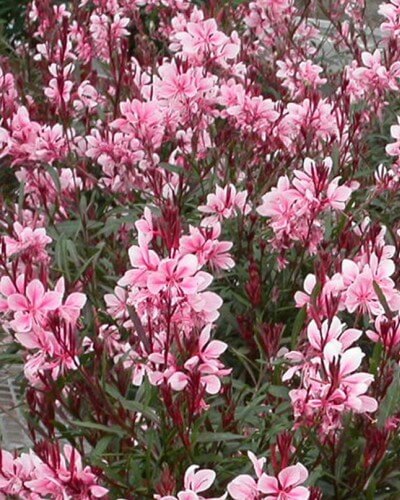 Gaura