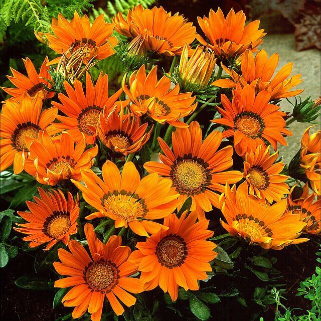 Gazania