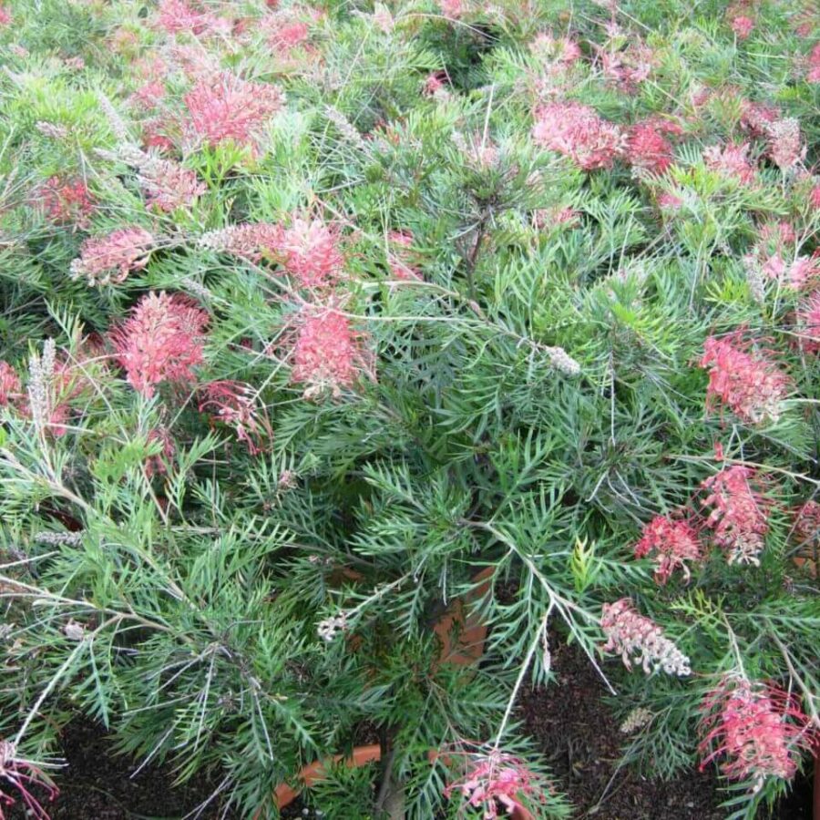 Grevillea