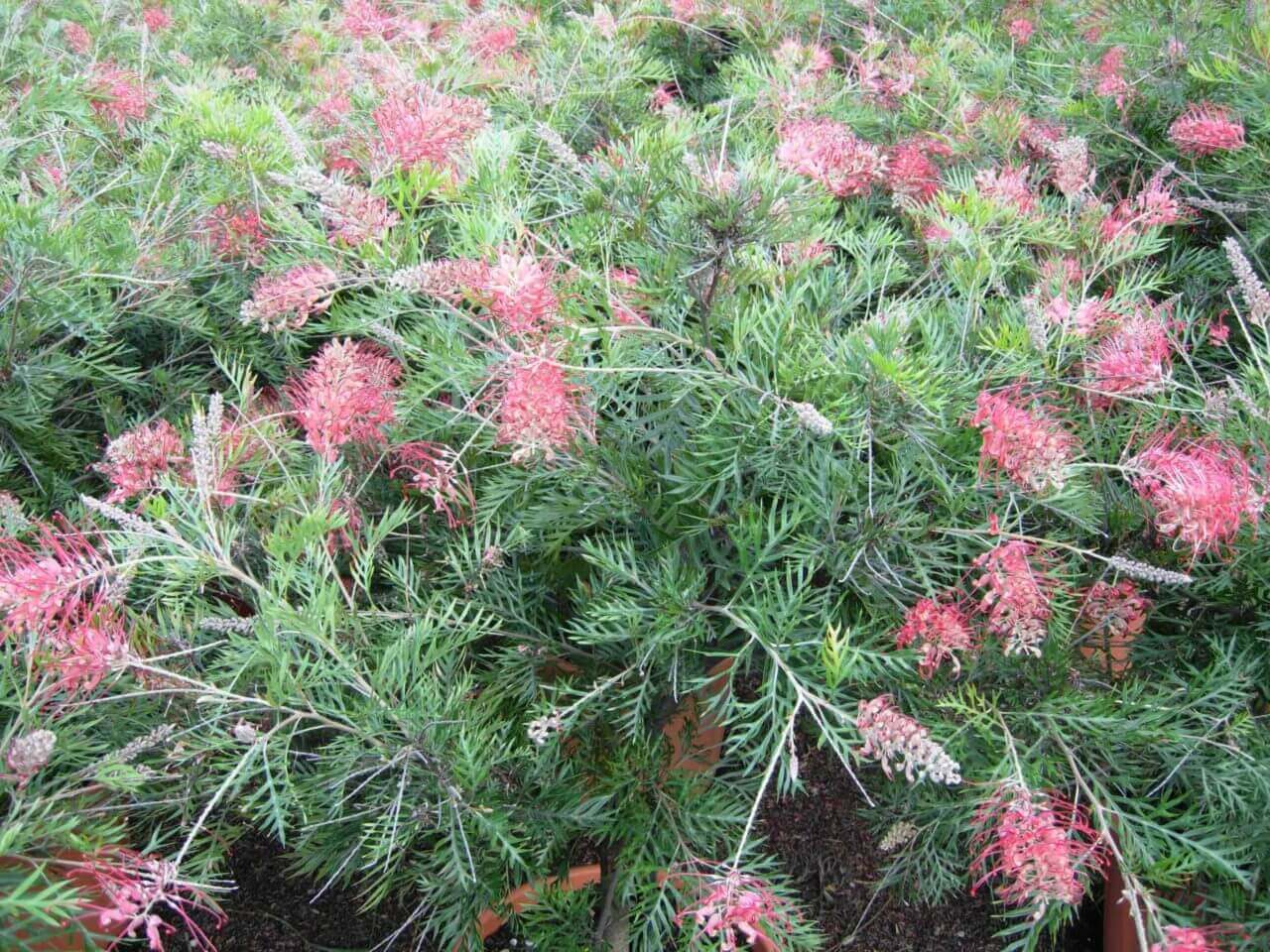 Grevillea