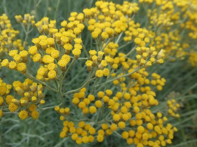 Helichrysum