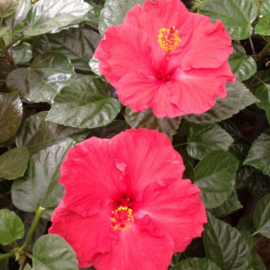 Hibiscus Rosa Chinensis