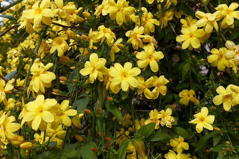 Jasmin - Jasminum – Image 6