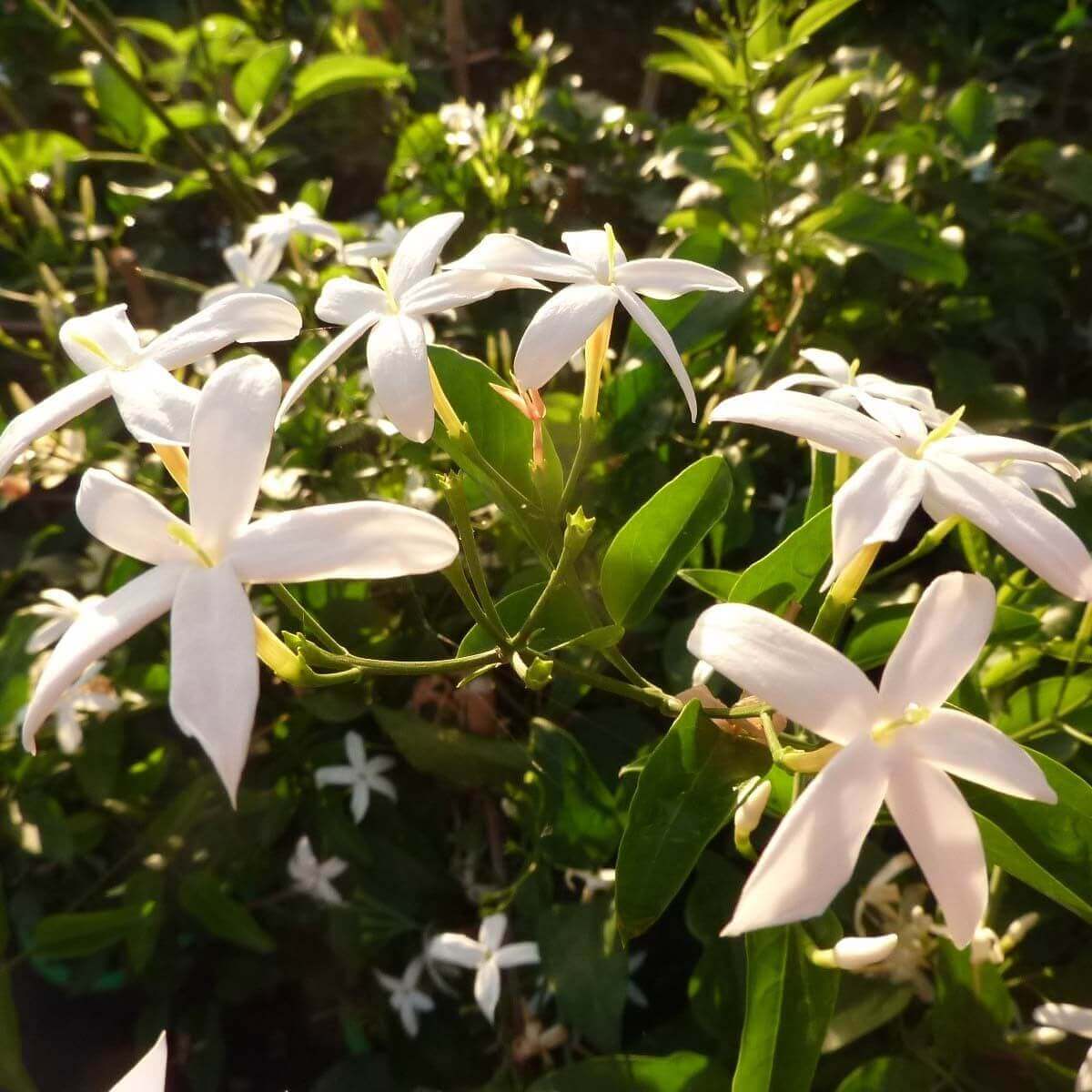 Jasmin - Jasminum – Image 2