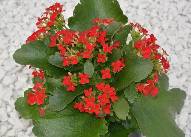 Kalanchoe